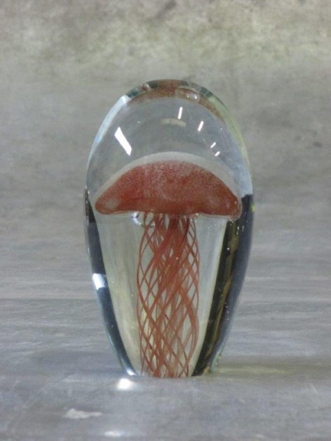 Jellyfish, bruin M